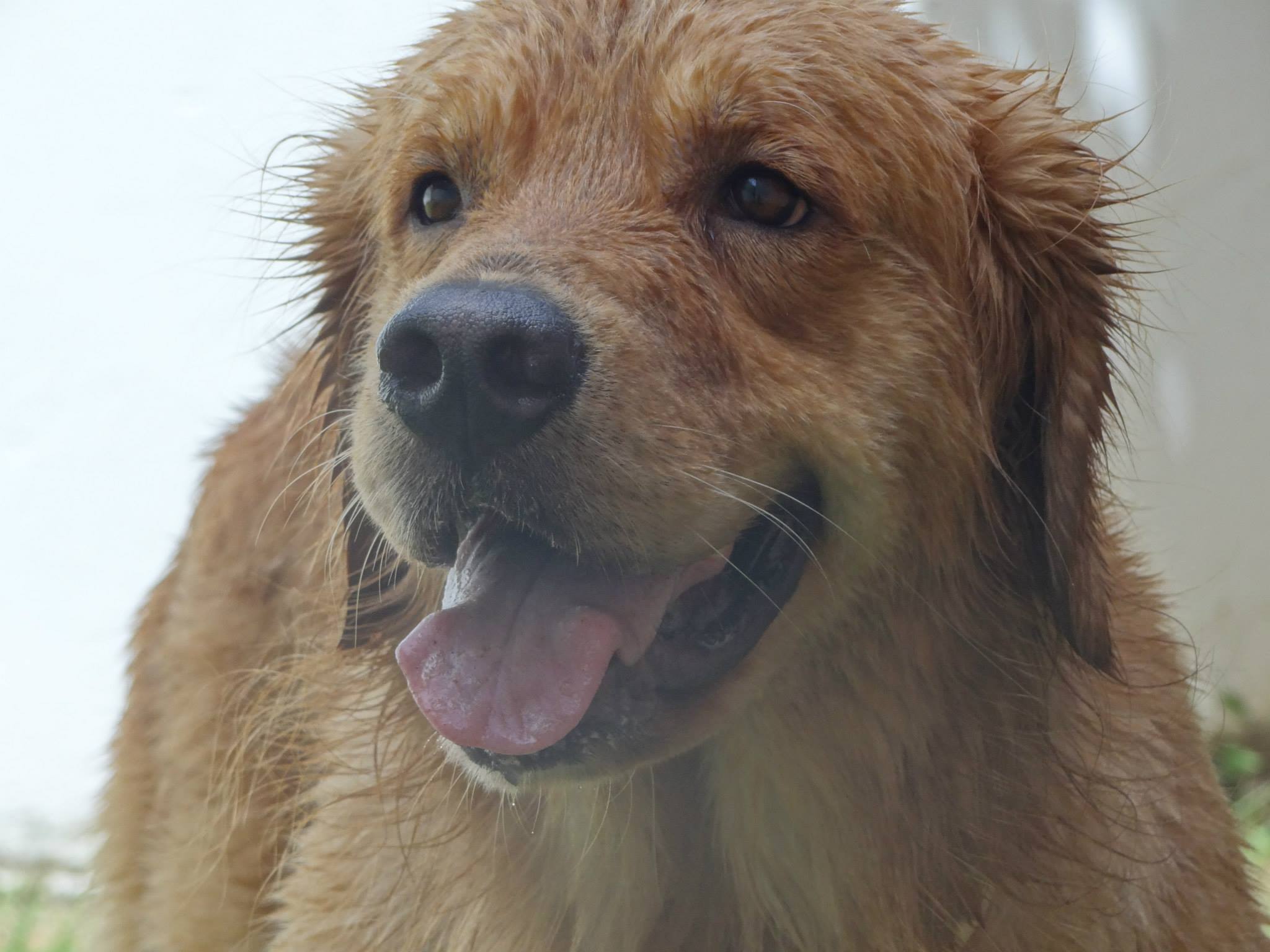 Crônica pra quem gosta de cachorro